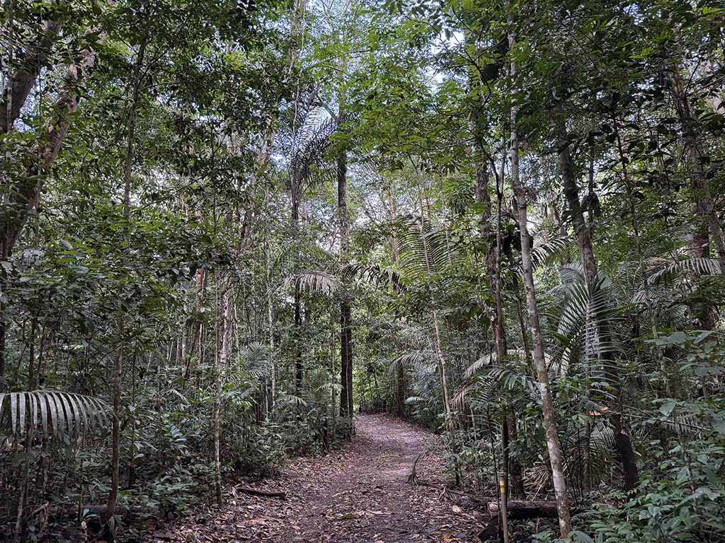 The Amazon Rainforest forms the recording location for Spiral of Time by Edwin van der Heide