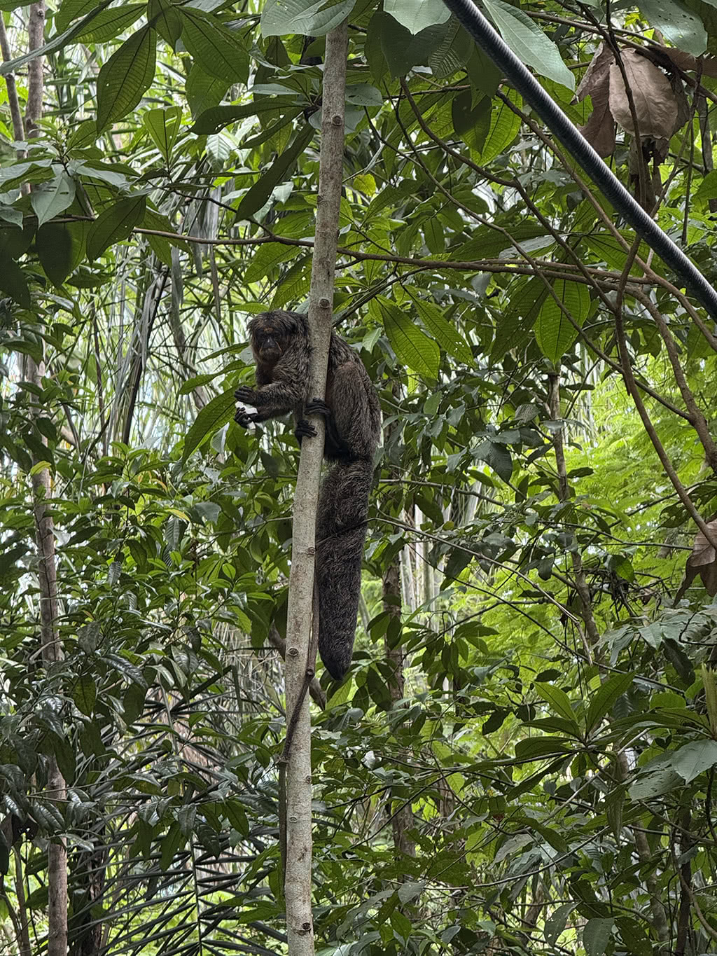 A monkey in the Amazon Rainforest next to the recording location of the artwork Spiral of Time by Edwin van der Heide
