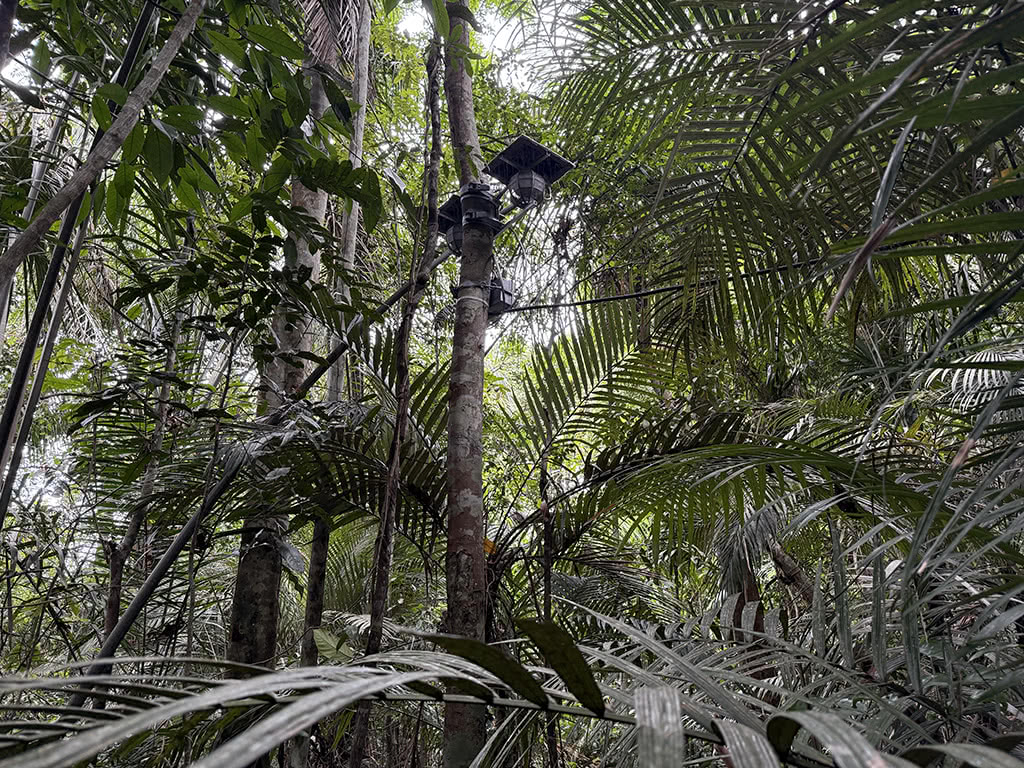 The dedicated recording setup for Spiral of Time installed in the Amazon Rainforest